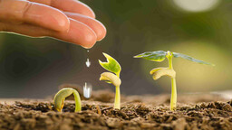 Hand gently dripping water onto seedlings at different growth stages in fresh soil